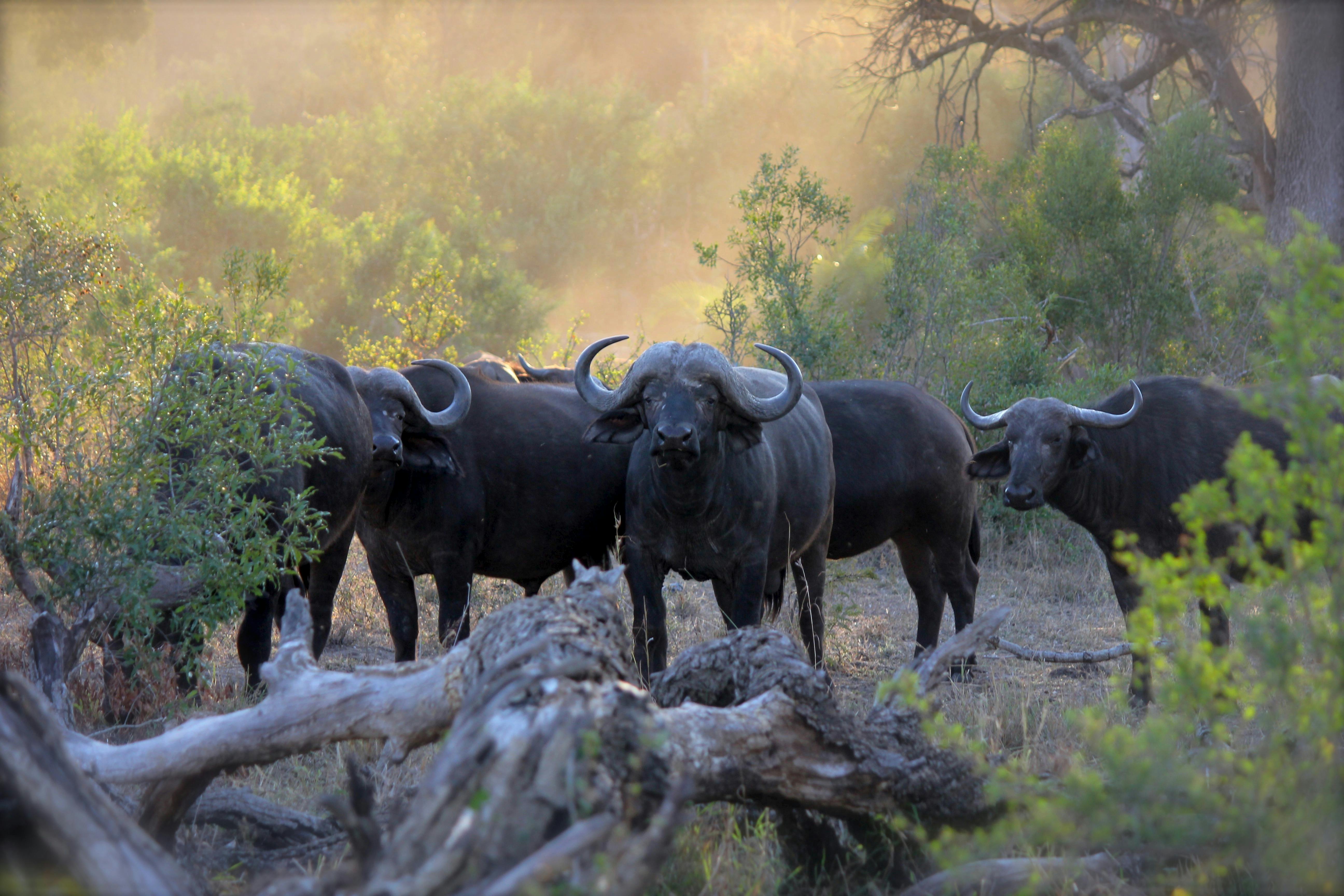 Buffalo