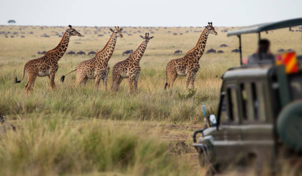 Serengeti Plains