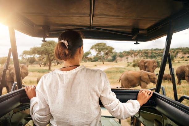 Safari Jeep