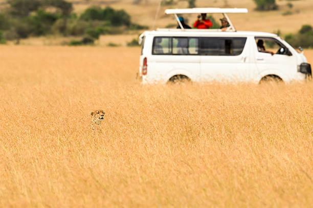 Safari Jeep 3