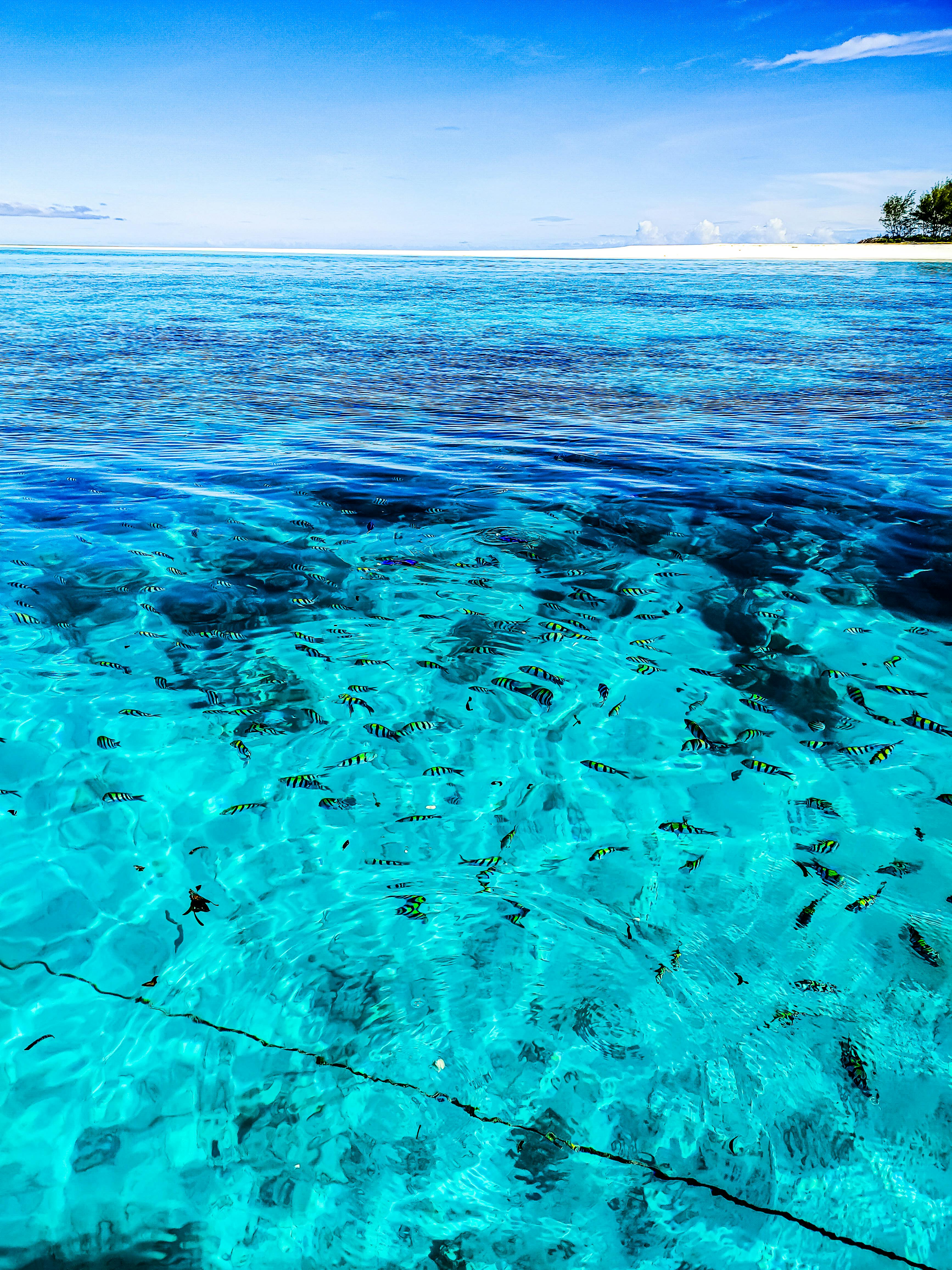 Coral Reefs